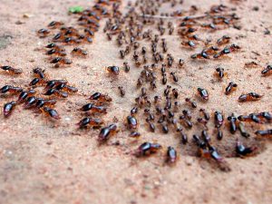 Um exemplo biológico de emergência na natureza é uma colônia de formigas.